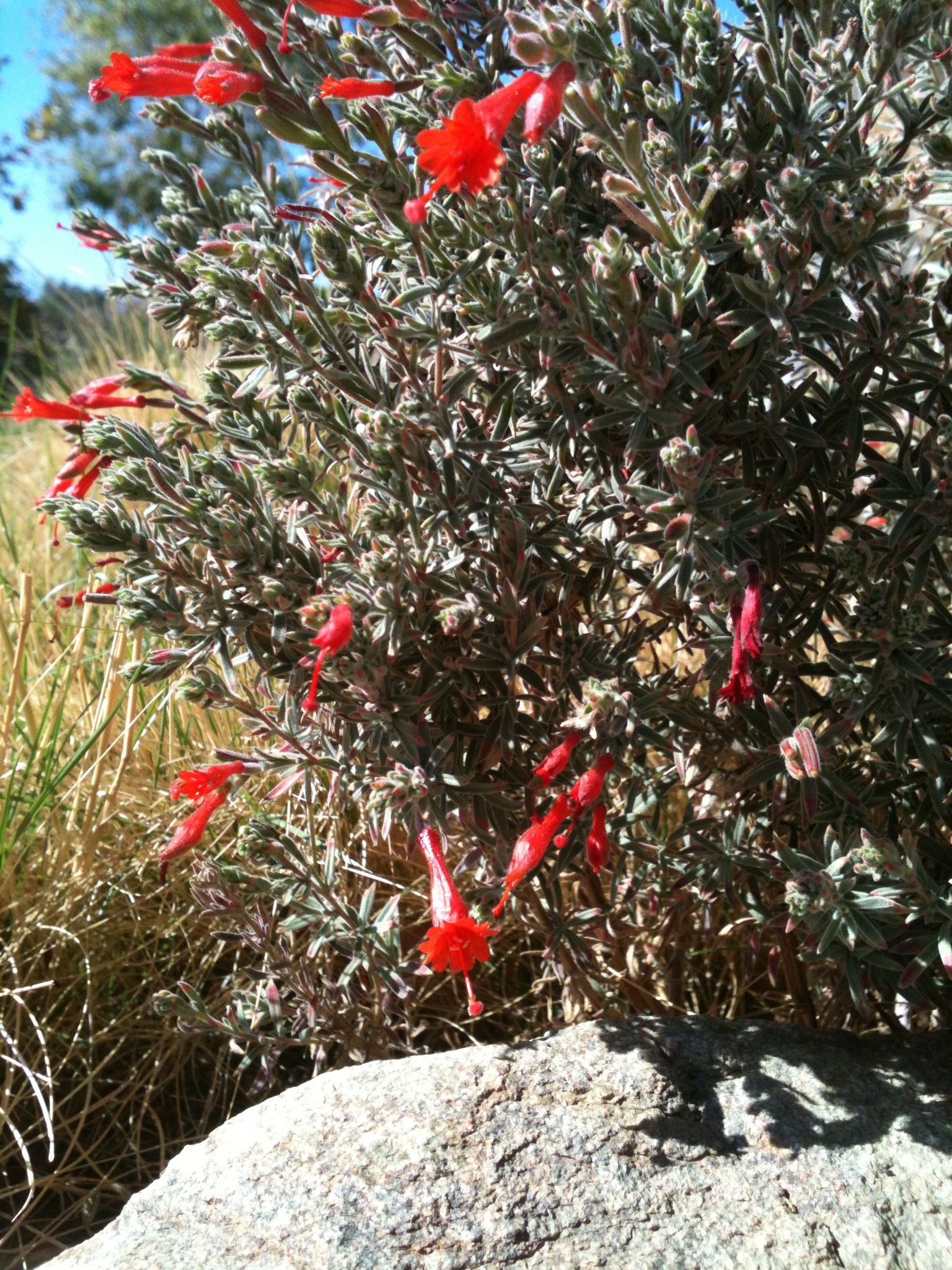 California Fuchsia Epilobium Canum Adds Fall Color To High
